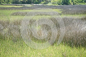 Scenic view of a meadow found on the island of Seabrook, South Carolina