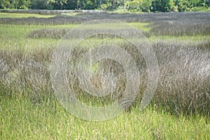 Scenic view of a meadow found on the island of Seabrook, South Carolina photo