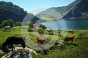 Scenic view of meadow, lake and cows grazzing in Covadonga lake
