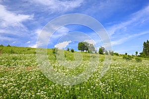 Scenic view of the meadow / Landscape