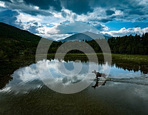 Scenic view of a moose standing in a lake surrounded by green forest on a cloudy day photo