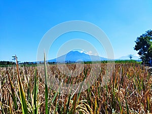 Scenic view of Mountain with paddy fields against blue sky. Background Landscape