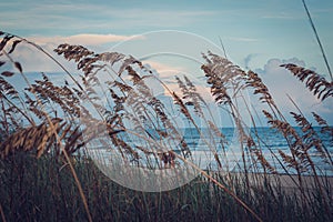 Scenic view of a natural beach landscape featuring tall sea oats swaying in the breeze.