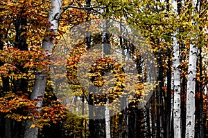 Scenic view of New England's fall foliage on a sunny day