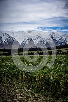 Scenic view of New Zealand farm