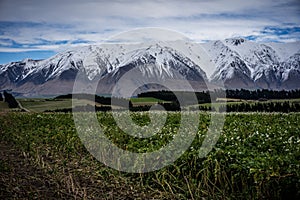 Scenic view of New Zealand farm