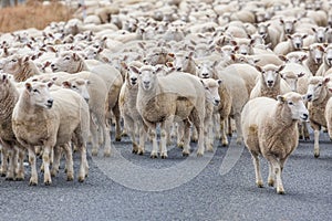 A scenic view of the New Zealand sheeps