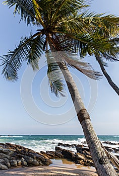 scenic view of ocean waves and palm trees on coastline, sri lanka, mirissa