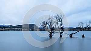 Scenic view of old autumn tree trunks in the middle of a big frozen lake in winter