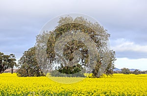 Scenic view of an old Eucalyptus tree in a field of yellow rapeseed flowers