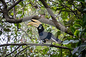 Scenic view of an oriental pied hornbill perched on a branch on a blurred background