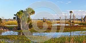 Scenic Vista in a Florida Wetlands Area photo