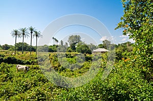 Scenic view over palm trees on tropical island Bubaque, part of the Bijagos Archipelago, Guinea Bissau, Africa