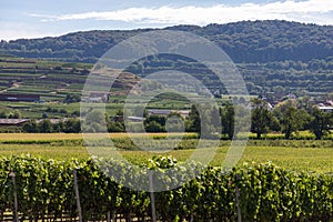 Scenic view over the vineyards in Breisach on the background of dense forests