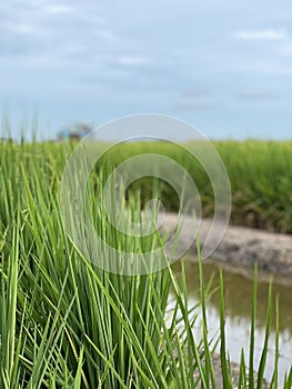 Scenic view of paddy field against sky