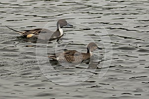 Scenic view of a pair of northern pintail ducks swimming in the water pond