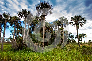 Scenic view of palm trees against a vibrant sky in Kissimmee Prairie Preserve State Park, Florida