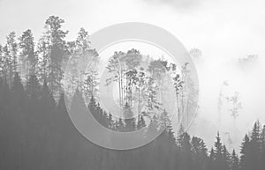 Picturesque forest in the fog photo