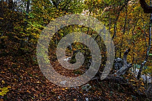 Scenic view of a path covered with colorful leaves in the forest in autumn