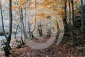 Scenic view of a path in a forest in autumn