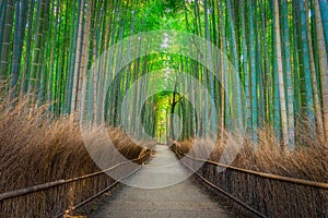Scenic view of a pathway in a bamboo forest in Kyoto, Japan