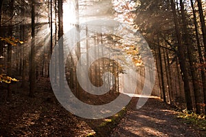 Scenic view of a pathway with sun rays through the trees