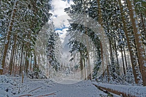 Scenic view of of a picturesque path in a winter forest and cloudy sky