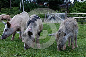 Scenic view of pigs grazing on a green meadow in Swing, Georgia
