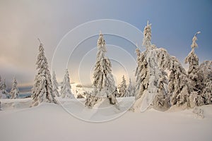 Scenic view of pine trees on snow covered mountain against cloudy sky. Cross country ski.