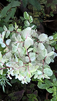 Scenic view of plant with whitish green leaves photo