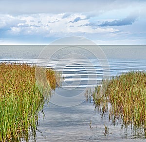 Scenic view of pond and lake rushes and aquatic plants growing on the bank of a bay of water with a blue sky and