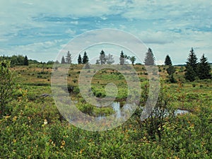 Scenic view of a pond and trees in a field in Dolly Sods, West Virginia