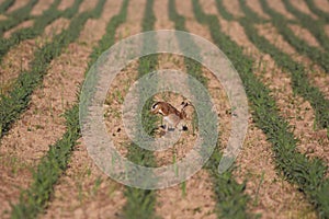 Scenic view of a rabbit jumping in green plantations