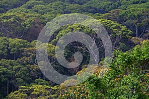 Scenic view of rainforest Sinharaja in Sri Lanka