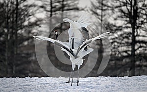 Scenic view of red-crowned cranes dancing at Tsurui-Ito Crane Sanctuary, Japan