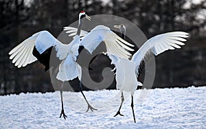 Scenic view of red-crowned cranes dancing at Tsurui-Ito Crane Sanctuary, Japan