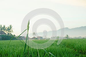 Scenic view of the rice fields in Magelang Central Java Indonesia