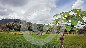 Scenic view of the rice fields in Magelang Central Java Indonesia with dramatic cloud