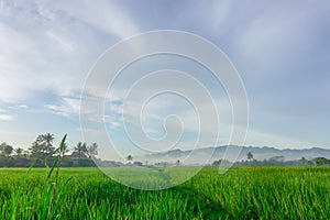 Scenic view of the rice fields in Magelang Central Java Indonesia with dramatic cloud in the background.