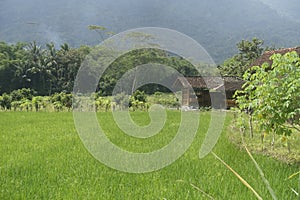 Scenic view of the rice fields in Magelang Central Java Indonesia.