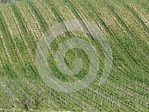 Scenic view of rolling hillside with vineyards . Tuscany, Italy