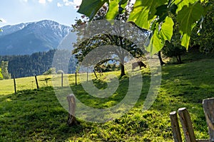 Scenic view of a rural landscape with green nature and a cow grazing grass on a field