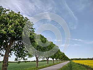 Scenic view of a rural road snaking through a lush landscape of yellow flowers and trees