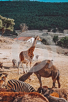 Scenic view of Safari park Aitana, Alicante, Spain. photo