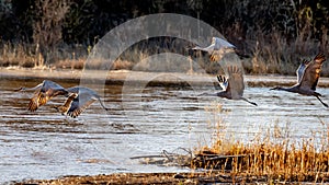 Scenic view of Sandhill cranes flying over the Rio Grande in Albuquerque, New Mexico