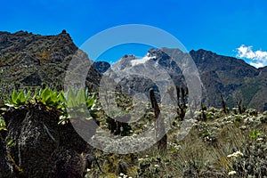 Scenic view of a Scenic view of the Margherita on Mount Stanley in Rwenzori Mountains, Uganda