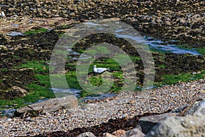 A scenic view of a seagull reating on a rocky beach at low tide with green seaweeds