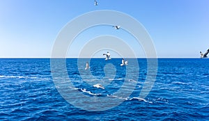 Scenic view of seagulls above aegean sea against blue sky