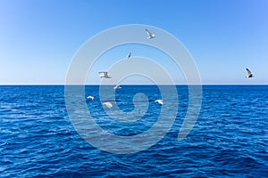 Scenic view of seagulls above aegean sea against blue sky