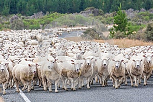 A scenic view of the sheeps in New Zealand